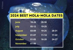 Best-Mola-Mola-Dates-2024