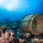 Diving-Alor-Coral-Reefs