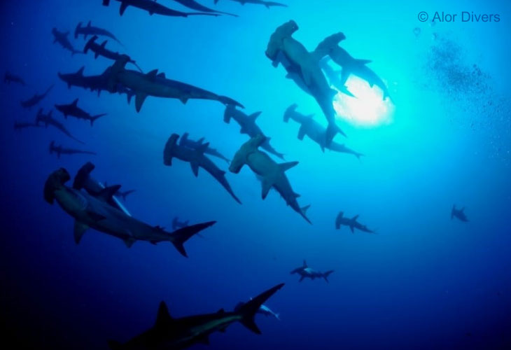 Diving-Alor-Hammerhead-Shark