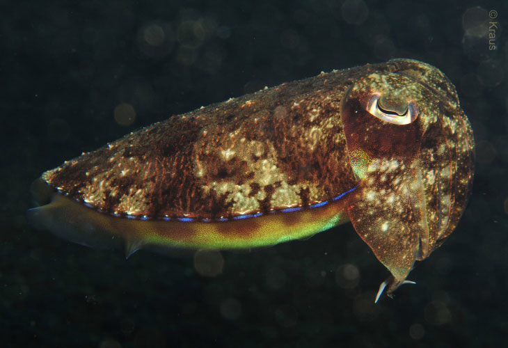 Muck-and-Macro-Cuttlefish-Broadclub