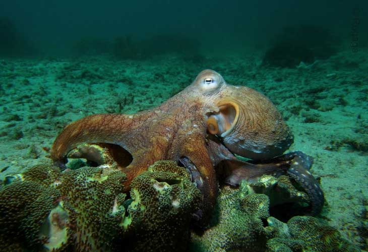 Padangbai-and-Candidasa-Octopus