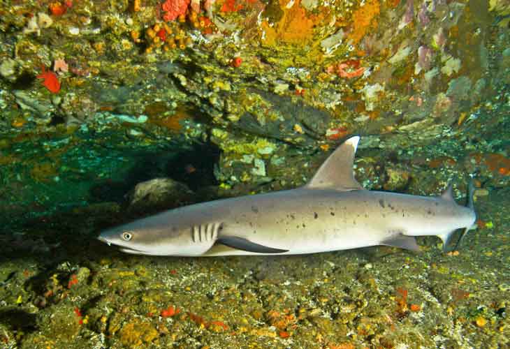 Padangbai-and-Candidasa-Shark