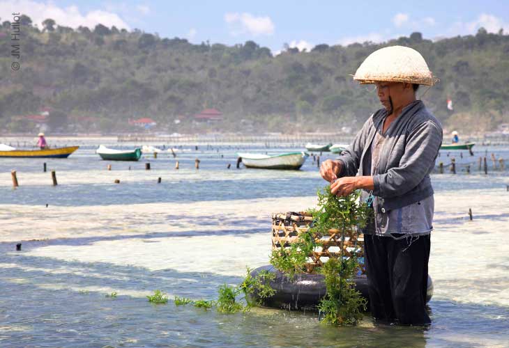 Role-of-Algae-Seaweed-Farming-Bali-Indonesia