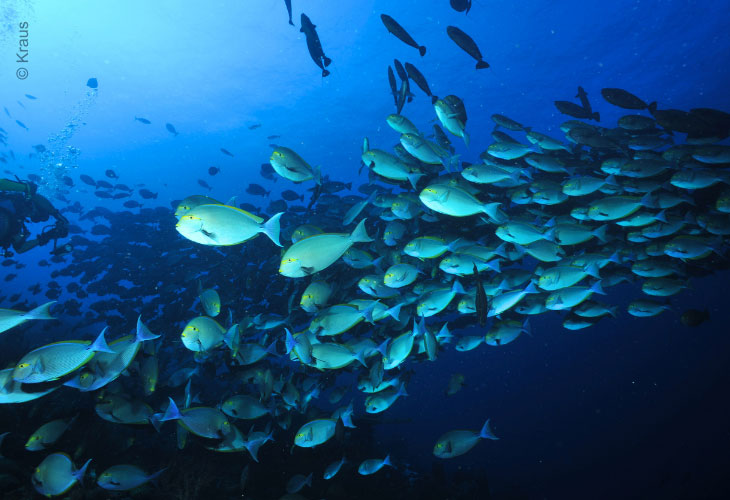 Role-of-Algae-Surgeonfish-Yellowfin