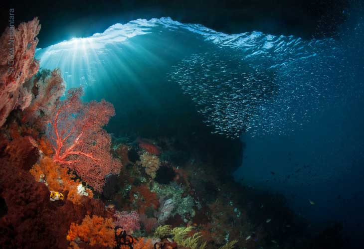 Cenderawasih-Bay-Coral-Reef