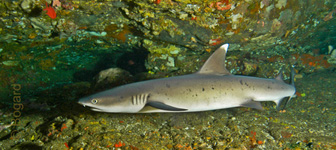 AWARE Shark Conservation