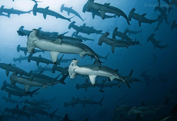 Shark-Diving-Hammerhead